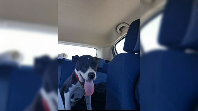 Marsala, ritrovato il pitbull rubato al Canile Comunale