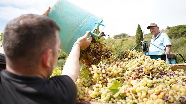 Salemi, domani la “Vendemmia della legalità” nel vigneto confiscato alla mafia