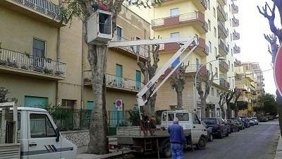 Marsala, potatura alberi: operatori del verde pubblico in via Sibilla