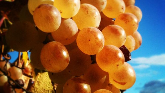 Accadde oggi: 6 anni fa lo Zibibbo diveniva patrimonio dell’umanità