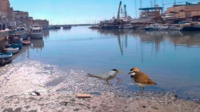 Mazara, questione dragaggio porto canale, A.P.I: “Uccellacci e Uccellini…”