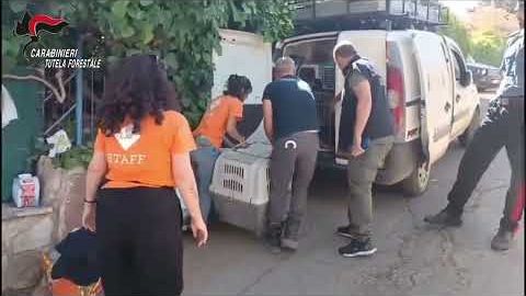 (VIDEO) Canile lager scoperto dai carabinieri a San Giuseppe Jato